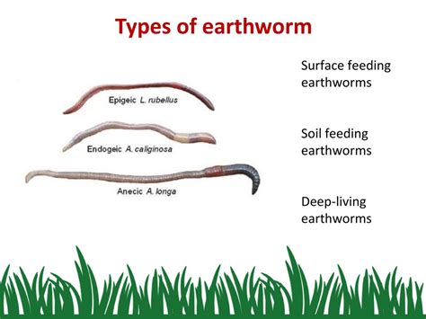 Earthworms! A Timeless Tale of Rural Struggle and Unexpected Romance?